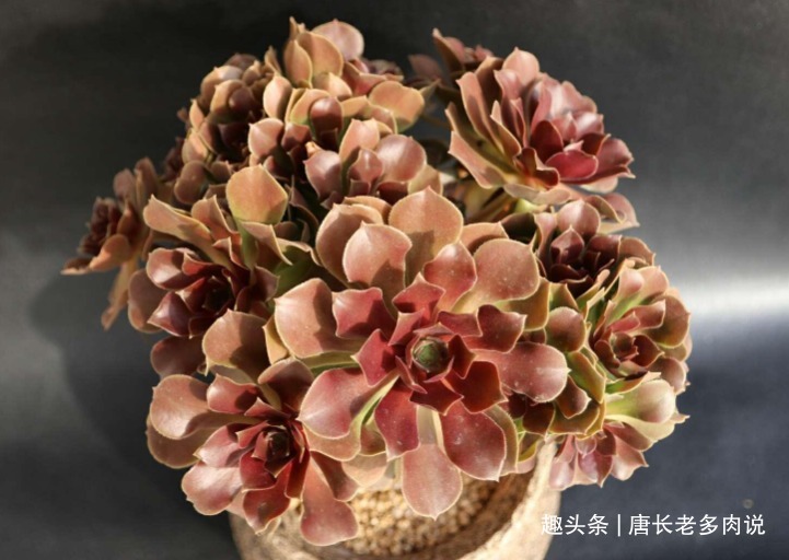 叶片|多肉荷兰玫瑰法师和韶秀法师都能长成玫瑰状，你喜欢哪个品种呢