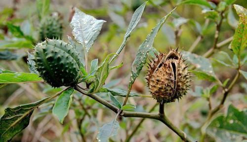 麻醉药|下次在某个地方遇见了,可千万不能乱用这种花!