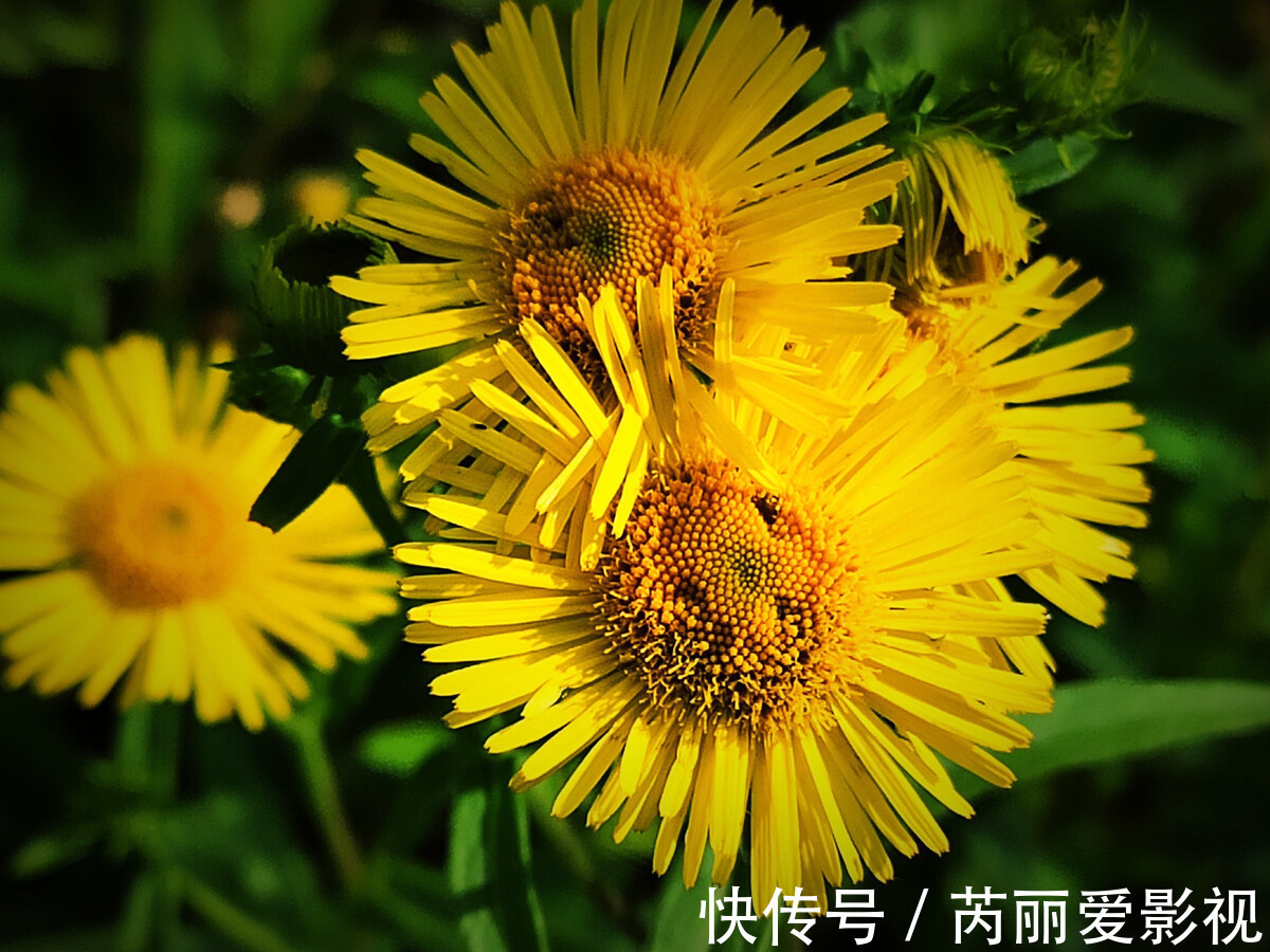 野草|农村路边常见的小黄花,经常被当做杂草,殊不知市场上五十元一斤