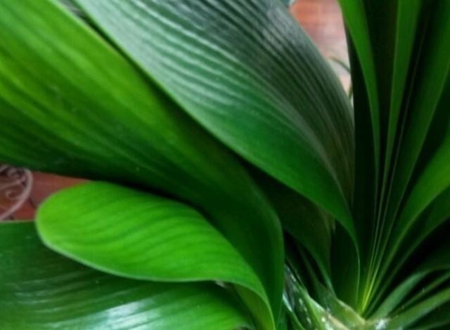 发现君子兰“鼓大包”,一定要重视,原因有3个,其中两个是惊喜