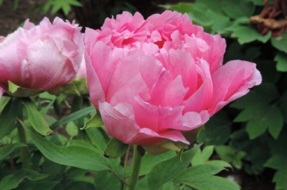 几种花适合养,比空气净化器效果好,空气清新、心情好!