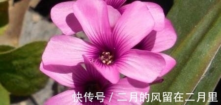 真爱|7月初旬，桃花运旺盛，细细挑选，望到真爱，一见钟情，步入婚姻