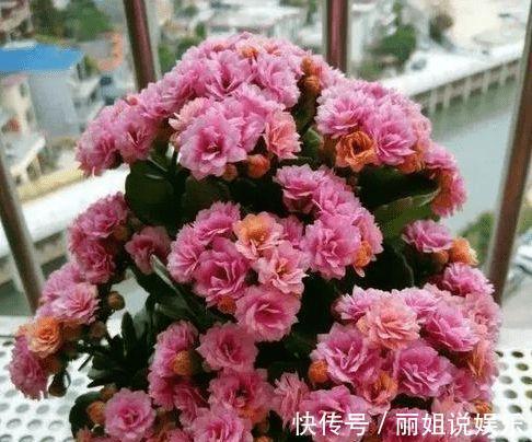 长寿花开花漂亮，花期长，深受人们喜爱，就像是新娘的手捧花