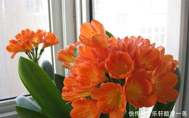 健壮|君子兰入夏要“静养”，扔一边，少管它，反而更健壮