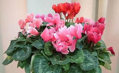 房间再小，也要养两盆它，开花仙气十足，摆放在哪都好看