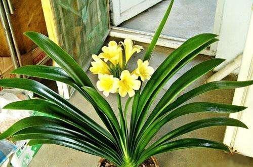 浇花|老伯养君子兰有诀窍,1周浇1瓶啤酒,一年开花两次