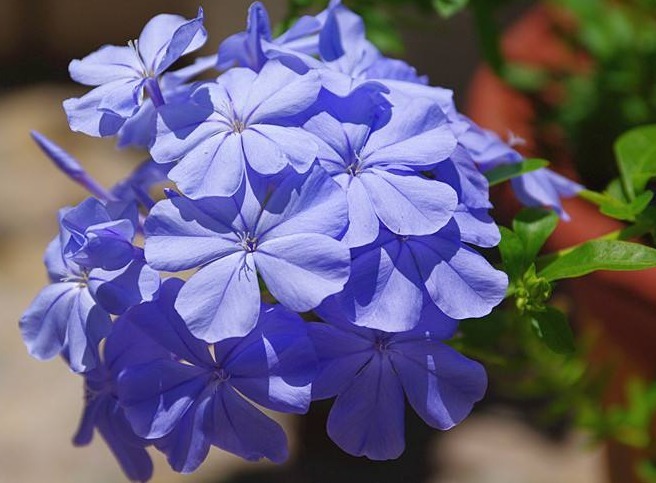 此花花色絢麗 綻放時花形猶如蝴蝶展翅欲飛 象徵著可憐與同情 中國熱點 此花花色絢麗 綻放時花形猶如蝴蝶展翅欲飛 象徵著可憐與同情 中國熱點