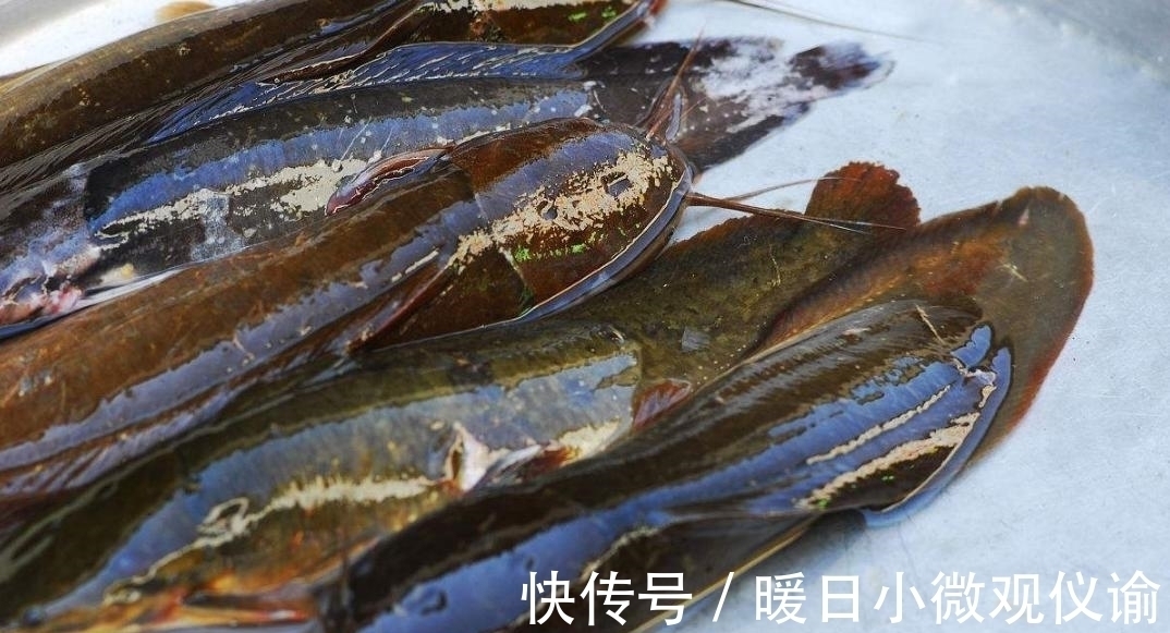 红虫蚯蚓也没有它好用,整晚连杆不断,老钓友不肯说的秘密武器