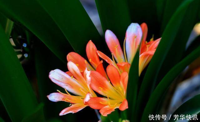 王大爷园|王大爷园土养几十盆君子兰,一周一次“黑水”,叶子油亮年年开花