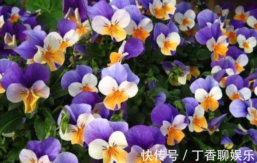 花卉|9月逛花市,推荐你买5种花,带回家就能有花赏,一开就是大半年