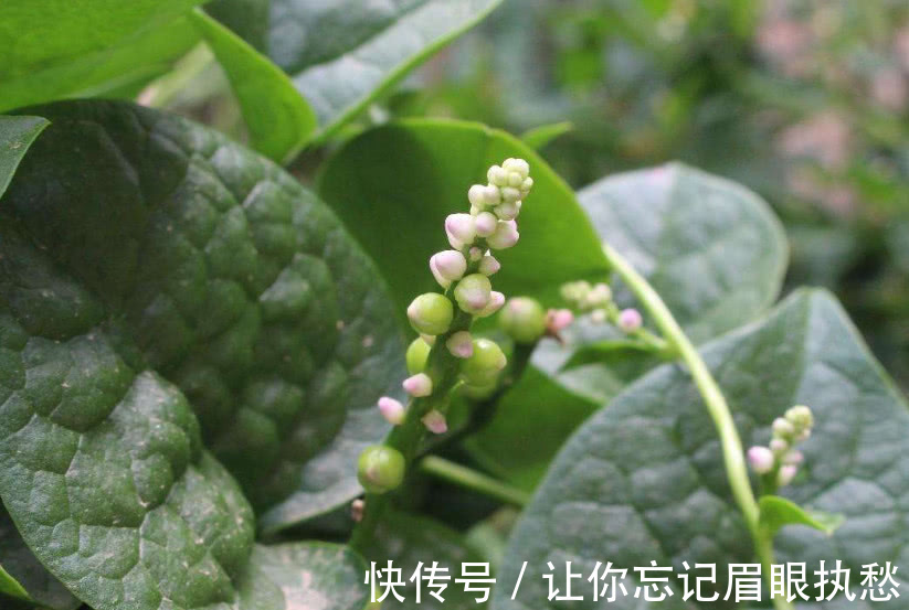 落葵|农村人管它叫“豆腐菜”，摘了煮汤味道一绝，不仅能吃还是好药材