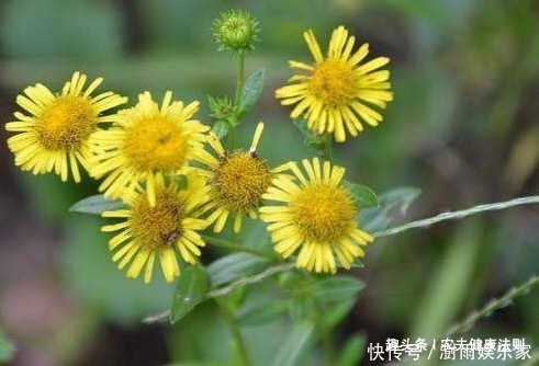 补血|女性有福了!用此物泡水喝,痛经没了,还能防治妇科病,养颜补血