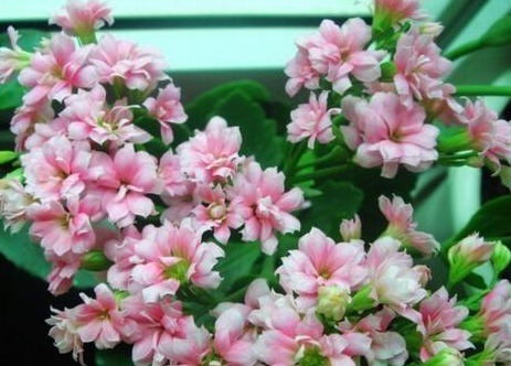 养长寿,10天灌次“它的水”,用上两三次,长满小花苞,开爆盆!