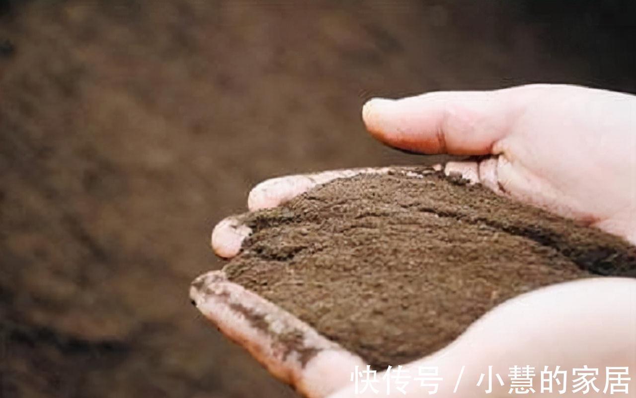植株盆土板结不要着急,用2种方法,土壤疏松透气,种啥都好