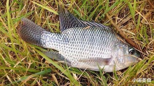 我国公认“最难吃”的6种鱼,如果你全部吃过,我敬你是条汉子