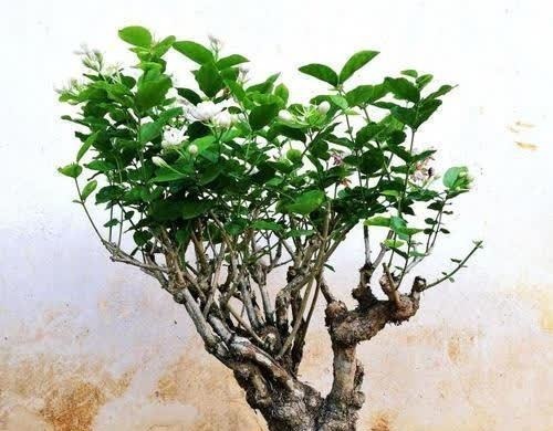 养了3年的茉莉花变老桩,长成“巨无霸”,清香宜人大半年!