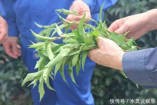 野草|鄉(xiāng)下一種辣味野草，曾經(jīng)不被重視，現(xiàn)在成了稀罕物，價(jià)值珍貴