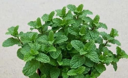 养花试试这几款,比牡丹还美,谁都能养好,轻轻松松爆满盆