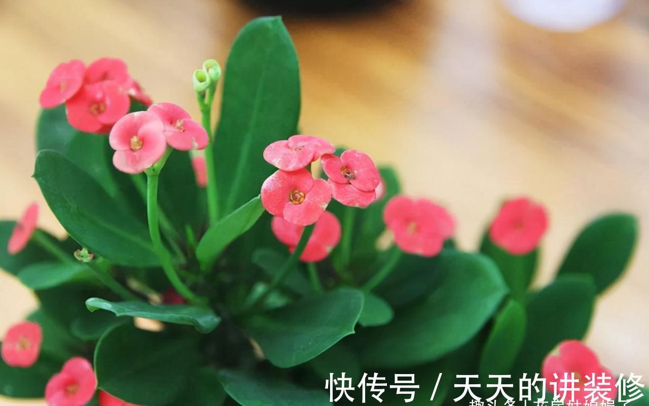 阳台再小,只要把它们养好,晒晒就能开花,打造成漂亮的小花园