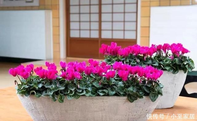 观赏价值|适合冬天养的12种花,家里养几盆,生机盎然,美如仙境!