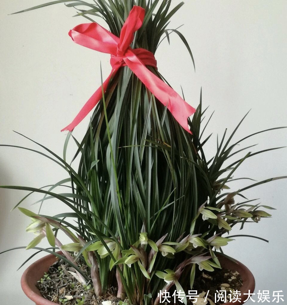 5种花“专吃土”,砸开花盆全是“大块根”,正确方法