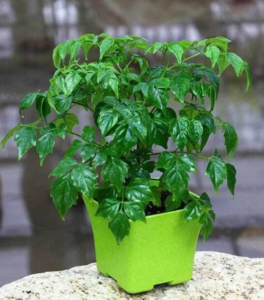 客厅摆上3种“大盆栽”,品味高上档次,关键还“养人”