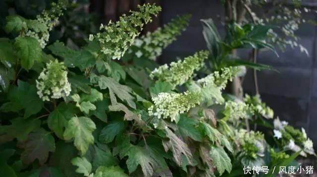 种植|家里有院子不如搞个种植池,这几样植物推荐给你