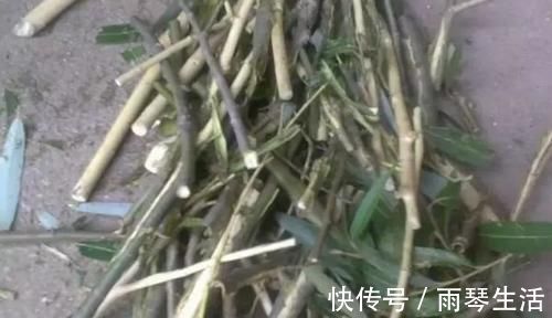 砰砰长|养花不会施肥?用4样东西垫盆底,10年不施肥,花卉照样砰砰长