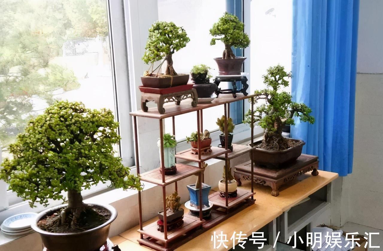 5种“金字花”,富贵招财有“好兆头”,当成年宵花,吉利又旺家