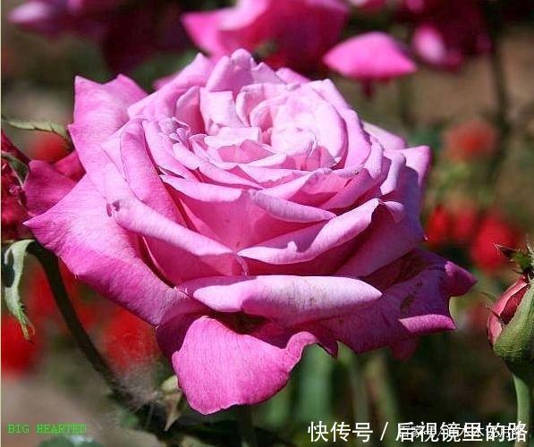 20款紫色月季品种。浓香、抗病非常好养,天然紫色唯美盛开