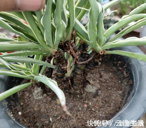 6块钱的吊兰,3年养成老桩,5年变成1棵小树,做好4点就行