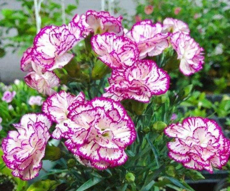 绣球花绣球花|6月10日开始，养花试试这几款，就试养此些花卉，清香四溢