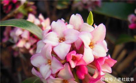 金边瑞香的栽培方法有哪些,如何养护金边瑞香呢