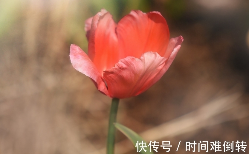 好运|哪些时辰出生之人,好运连连,顺风顺水,成长速度快,能打败对手