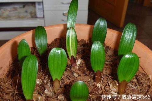 最厉害的生根剂，盆里放一点，蹭蹭长出大白根，养啥都旺盛！