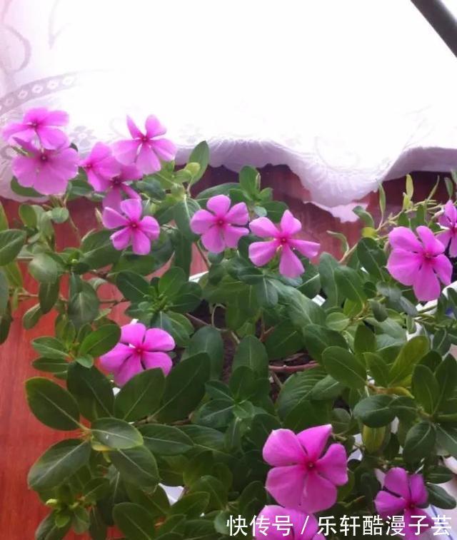 适应能力|种院子里不用管也能四季开花的植物，盆栽养室内也能天天开花