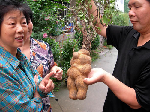 肝肾|一味中药坚持服用20天,就能把血脂降到正常