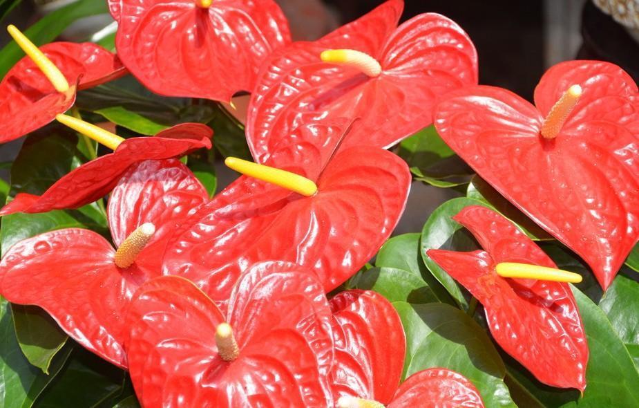 喜欢在家中养护花卉，就选择3种花色艳丽，花期长，妖娆漂亮的花