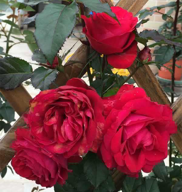 最受欢迎的3种花，又美又香，四季都开花，皮实好养，盆栽也可以