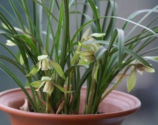 兰草正盛开，教你养兰草的3个小妙招，花开时节满屋清香扑鼻