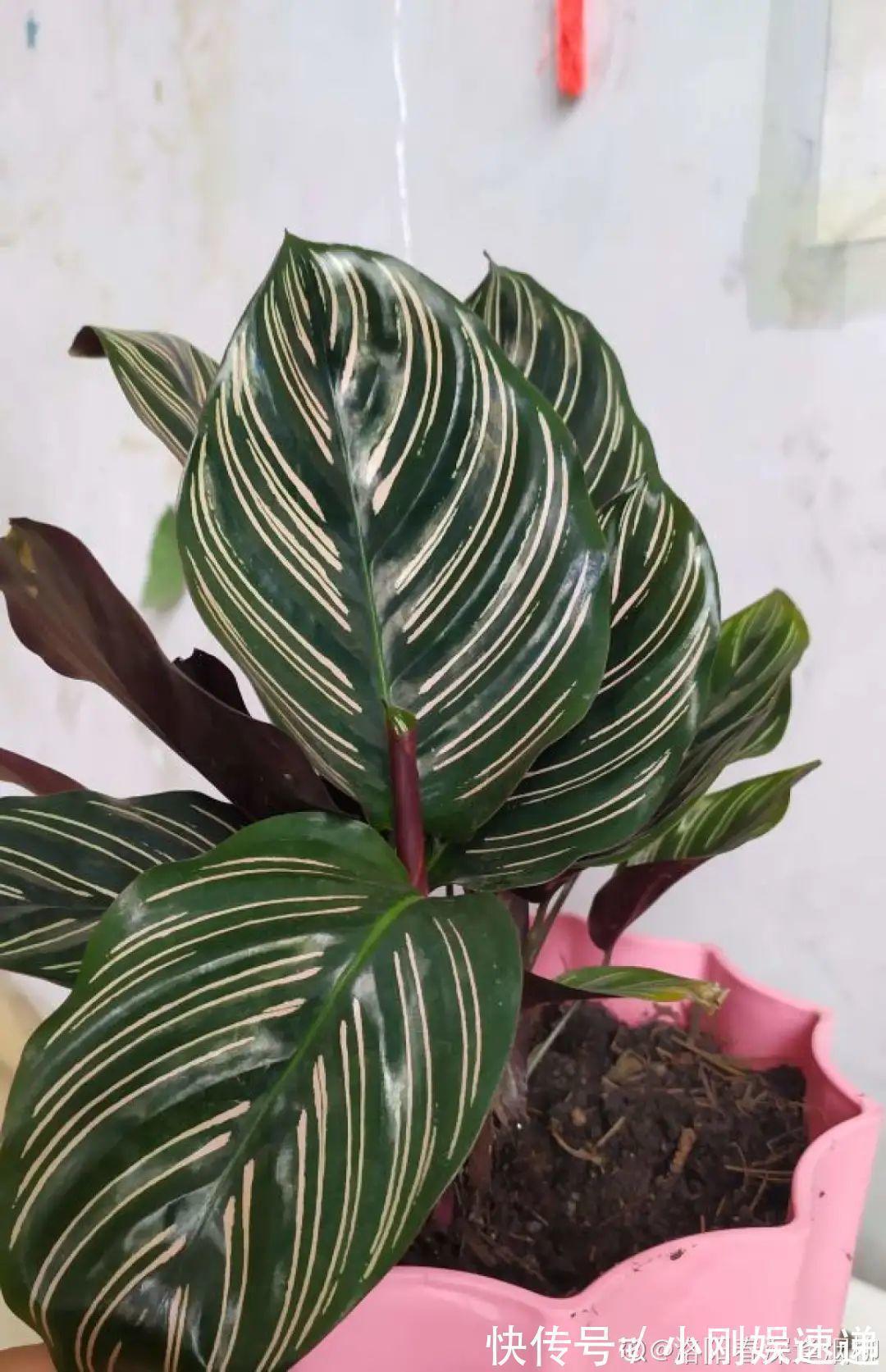 叶片|10种花特怕晒,越晒越黄叶,搬阴凉地儿才能活!