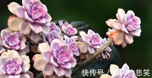 休眠|导致多肉休眠的3个原因,及时避免,不然黄叶又烂根!