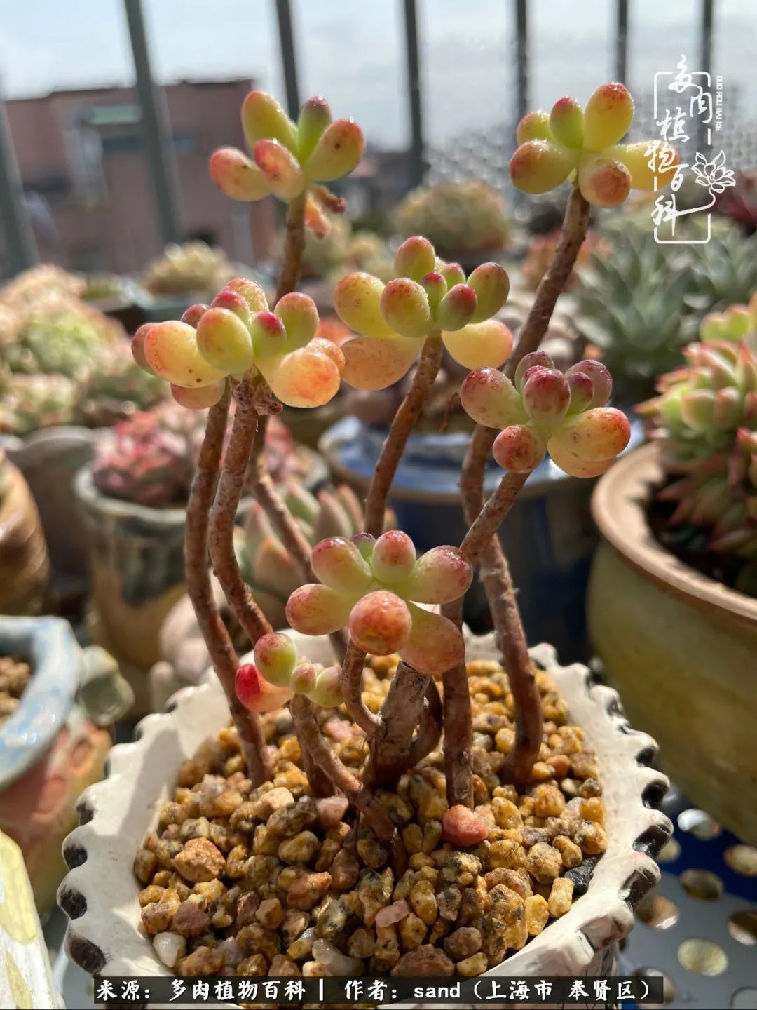 带着200多盆多肉，三个月搬两次家，是一种怎样的体验