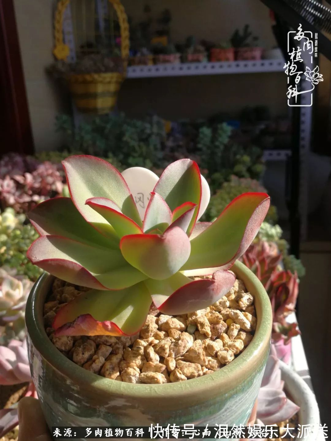 蚧壳虫|为肉痴狂!多肉植物也会用最美的容颜报答我们的勤劳付出!