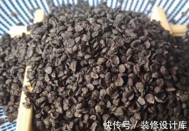 中药材|公认的天然“雄激素”，男人每天泡水喝，或能助肾脏回春