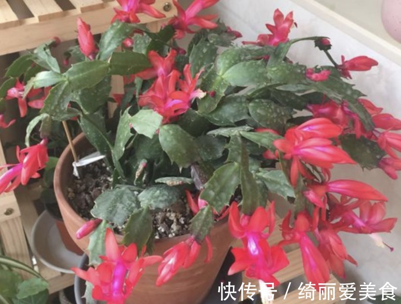 养蟹爪兰,怎么催花?没有磷酸二氢钾就用它,1个月1次