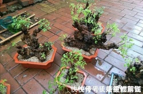 农村大爷不养花,用山上黄荆做成盆景,更具观赏性