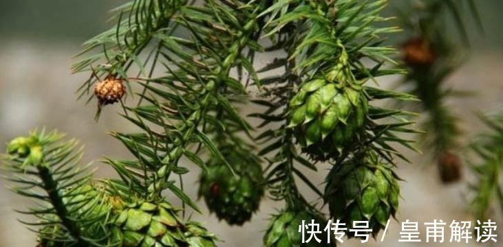 药用价值|专家:寒热毒气重,莫慌!常食此野果,理气止痛,赶走体内寒毒