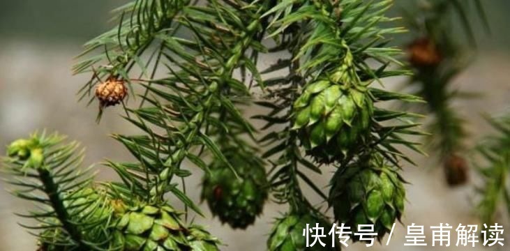 药用价值|专家：寒热毒气重，莫慌！常食此野果，理气止痛，赶走体内寒毒