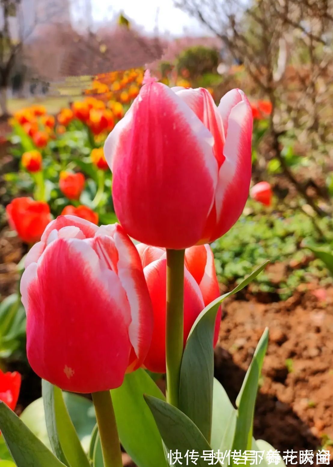 青葱芽|1个“洋葱球”埋土里,20天冒出“青葱芽”,一个月开花比脸大